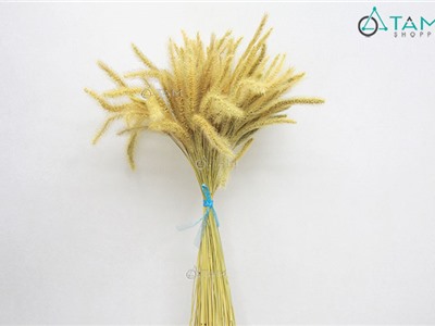 Bó 80-100 cành cỏ đuôi chồn khô trang trí F-HKHO-04